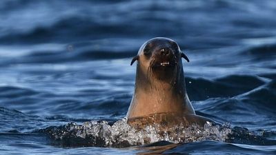 Salmon company Huon Aquaculture used underwater explosives more than 8,000 times to deter seals