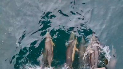 VIDEO: Animal Magic: Pod Of Dolphins Follows Cruise Ship Along UKs Most Westerly Point
