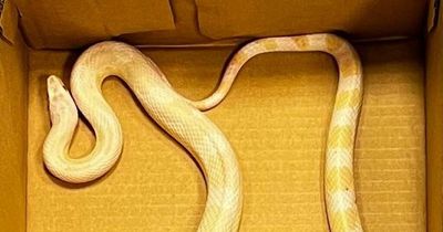 Gardai issue appeal after mysterious discovery of snake in Dublin suburb