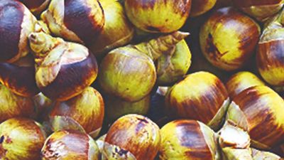 Real estate boom in Vizag makes ice apple a pricey treat