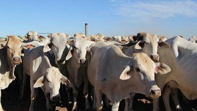 Australia offers Foot and Mouth Disease vaccine support to Indonesia amid outbreak