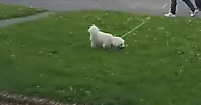 Perth locals disgusted after dog walker caught letting pooch poo on private lawn
