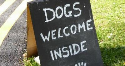 Dating app Tinder opens pop-up pubs to help single dog owners looking for love