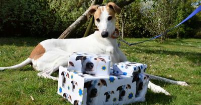 One of Britain's loneliest dogs found as a stray is still waiting for a loving home after a year at Battersea