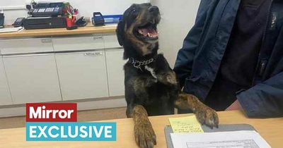 Adorable dog that works on RSPCA reception struggling to secure new home