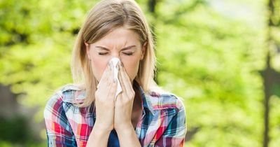 High pollen counts forecast for north west this week