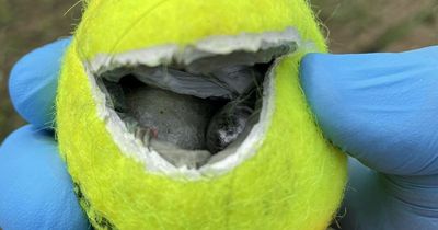 Dog catches prison smuggler by sniffing out tennis ball secretly stuffed with drugs