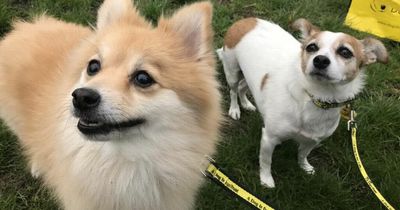Adorable Edinburgh dogs looking for their forever homes this summer