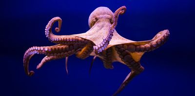What does an octopus eat? For a creature with a brain in each arm, whatever's within reach