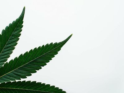 Emerald Holding Q1 Results Reveal 'Robust Recovery', Plans More Acquisitions Similar To MJBiz