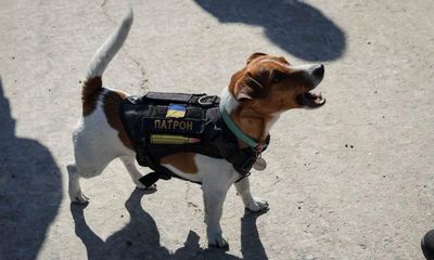 Ukraine’s mine-sniffing dog given medal after finding over 200 explosives