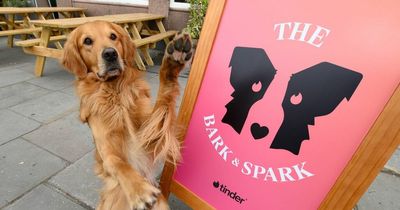 Tinder's Edinburgh pop-up pub to help single dog owners looking for love