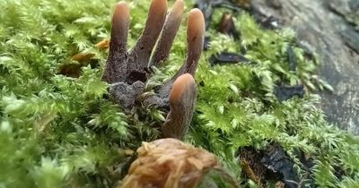 Man stumbles across 'dead man's fingers' stretching from ground in chilling discovery