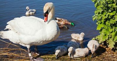 Concern over attacks on West Lothian wildlife
