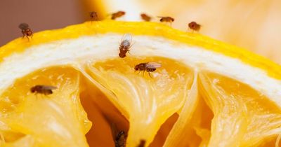Cleaning expert's fruit fly hack traps infestations for good - and for free
