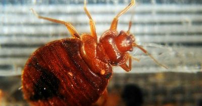 Irish holidaymakers warned about 'bringing bedbugs home' as one county sees most callouts
