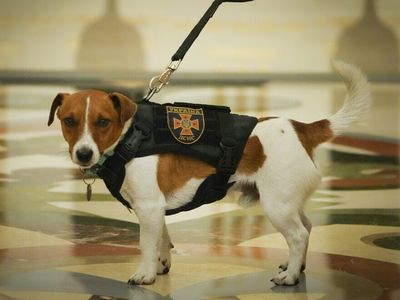 Patron the bomb-sniffing dog cements his hero status with a presidential medal