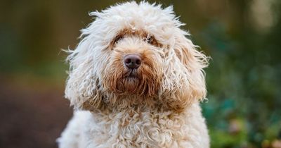 Groomer's plea to owners who fail to regularly brush their dog's fur