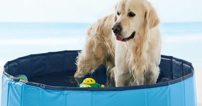 Doggy paddling pool and other pet items hitting Lidl's middle aisle this week