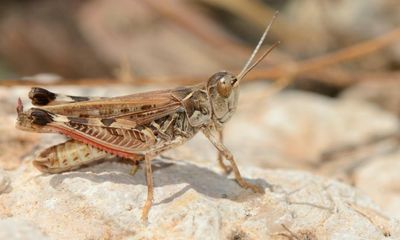 Locust swarms destroy crops in Sardinia’s latest infestation