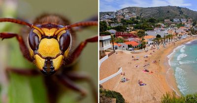 British woman, 67, dies after being stung by wasp while dining in Costa Blanca