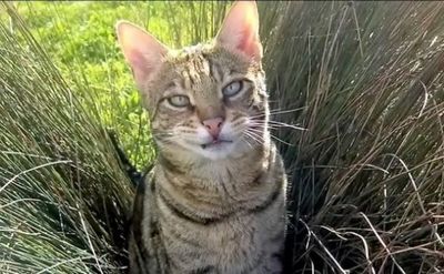 Cat owner wins $125k settlement after pet accused of trespassing in Washington state neighbourhood