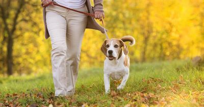 Expert dog safety tips as UK pup theft rate highest in seven years