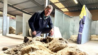 'Big Sheep' fleeced of his wool after seven years on the run