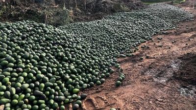Truckloads of avocados left to rot after being dumped in far north Queensland