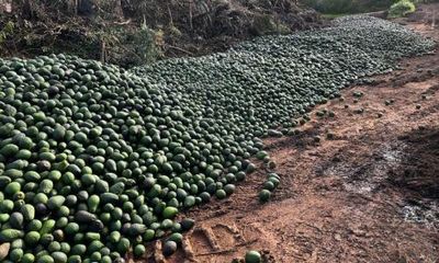 Smashed avocados: fruit dumped in Queensland amid bumper harvest and rising transport costs