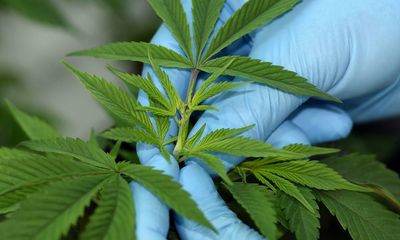More than half of prescriptions for medicinal cannabis in Australia given in Queensland, study says