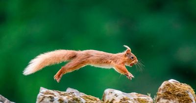Warning over dangers to Northumberland red squirrel population