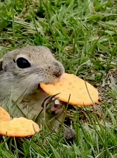 VIDEO: Crackers? Who Are You Calling Nuts? Cute Ground Squirrel Sneaks A Snack