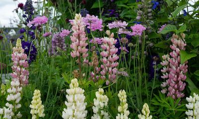 Boon for blooms as UK’s dry spring keeps plant diseases at bay