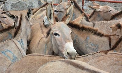 Illegal donkey-skin trade thriving on social networks, report reveals