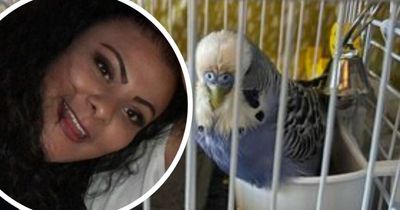 Bristol woman 'stressed' after disabled budgie escapes home