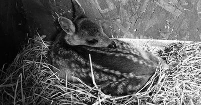 Scottish SPCA urge people to leave 'abandoned' fawns where they find them unless injured