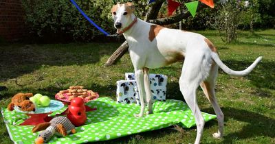 Britain's loneliest dog has picnic alone on 365th day in rescue shelter