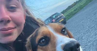 Belfast woman's desperate 36-hour Mourne Mountains search for her lost dog