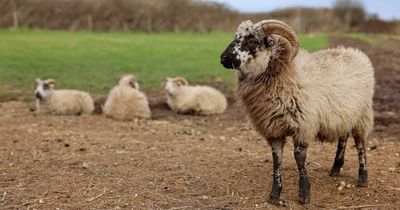 Genetically-engineered food to be produced in the UK under new post-Brexit plans