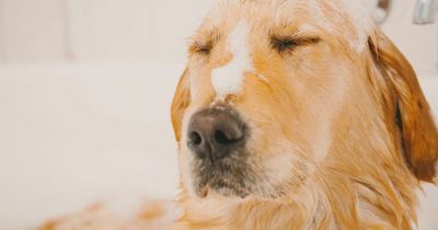Vet's warning over TikTok dog shampooing trend