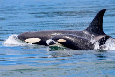 What killer whales need from humans