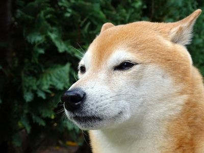 Why Baby Dogecoin Is Getting Hammered Alongside Bitcoin, Ethereum Today