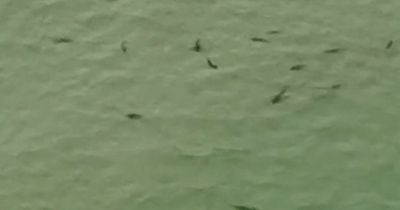 Chilling video shows 50 hungry sharks circling shallow waters off busy coast