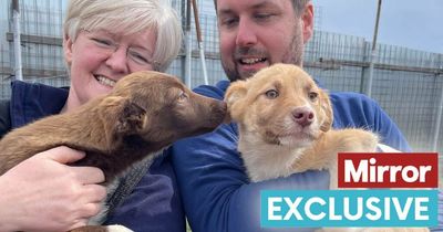 Rescue charity's desperate plea to save 800 dogs on brink of homelessness