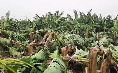 Horticulture crops damaged in more than 500 hectares in undivided Anantapur, Kurnool