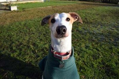 Henry, 3, among Britain’s loneliest dogs after spending year at Battersea Dogs and Cats Home