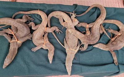 Three arrested for trying to sell monitor lizards