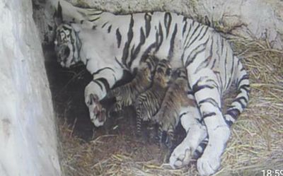 White tigress gives birth to three cubs at Mysuru zoo