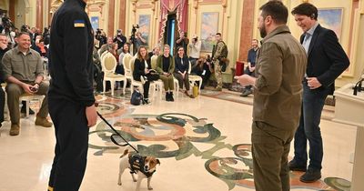 Bomb-sniffing dog receives hero award from President Zelensky